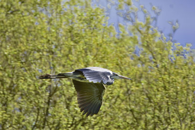 Bird flying over water