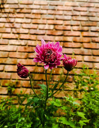 Close-up of pink flowering plant against wall