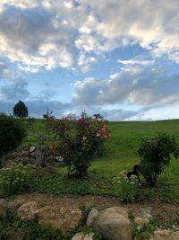 Trees and plants on field against sky