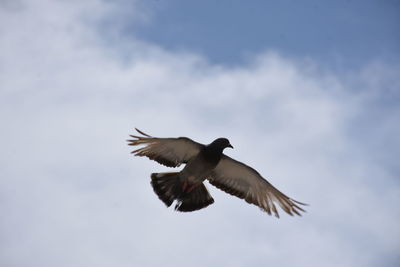 Low angle view of bird flying in sky