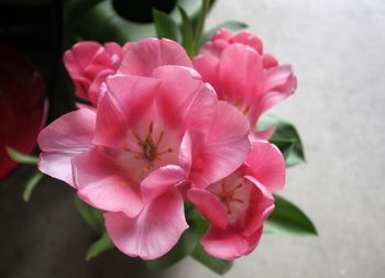 Close-up of pink flowers blooming outdoors