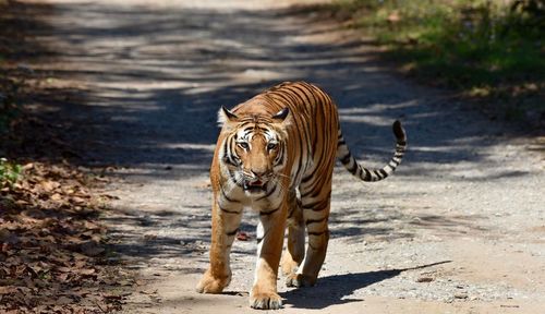 Portrait of tiger standing on footpath