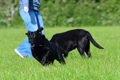 Action shot of a young black labrador running through a field with it's owner in the background
