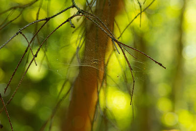 Close-up of wet spider web on plant