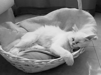 High angle view of cat sleeping in basket