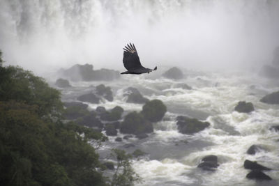 Bird flying over a fall