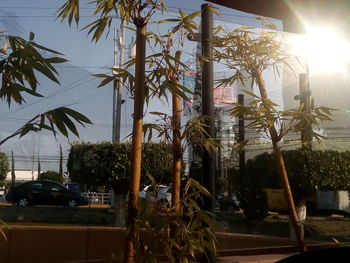 Close-up of palm trees against sky