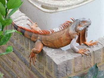 High angle view of lizard on rock