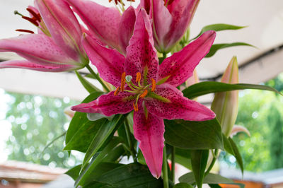 Close-up of pink flowers