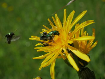 Close-up of bee on yellow flower