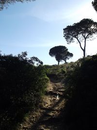 Low angle view of trees against sky