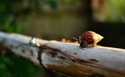 Close-up of snail on leaf