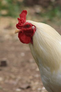 Close-up of rooster