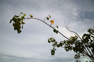 Low angle view of flowering plant against sky