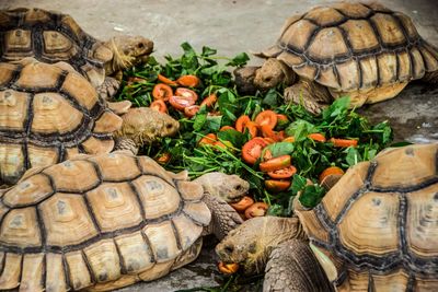 High angle view of lunch turtles in zoo