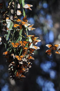 Close-up of butterfly on tree