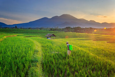 Morning view with beautiful rice fields and blue mountains