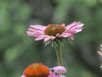 Close-up of pink flower