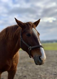 Close-up of horse in ranch