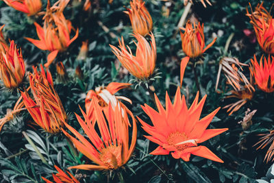 Close-up of orange flowers blooming outdoors