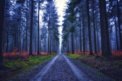 Road amidst trees in forest