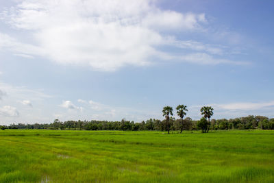 Scenic view of grassy landscape against sky