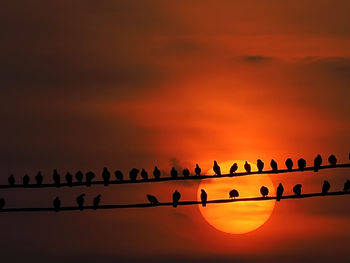 Silhouette birds flying against sky during sunset