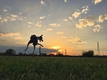 Silhouette plants on field against sky during sunset