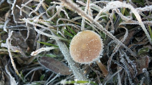 Close-up of mushroom on snow covered plant