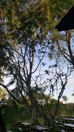 Low angle view of trees against sky