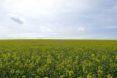 Scenic view of oilseed rape field against sky