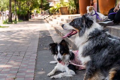 Two dogs together. happy border collie on the street watching people passing