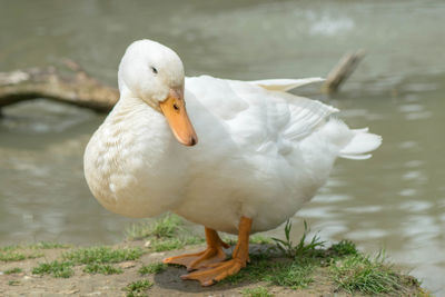 Close-up of duck in lake