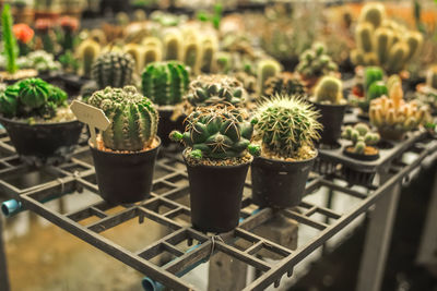 Potted cactus plants on metal grate