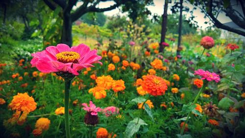 Close-up of pink flowers blooming in park