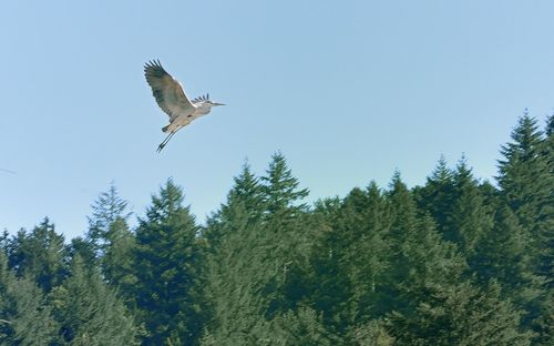 Low angle view of bird flying in the sky