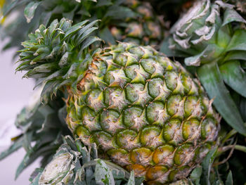 Close-up of fruit growing on plant
