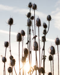 Close-up of thistle flowers on field against sky