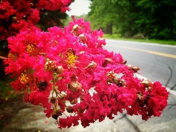 Close-up of pink flowers