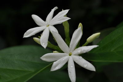 Close-up of wet white flower blooming outdoors