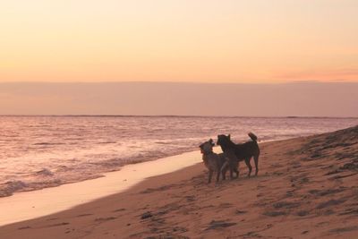 Dogs at beach during sunset