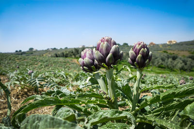 Close-up of flowering plant on field against sky