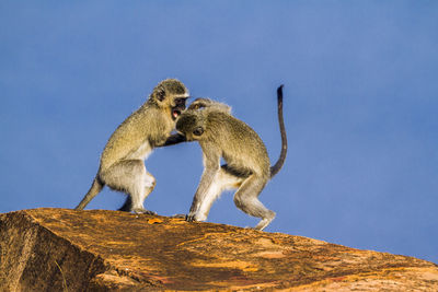 Low angle view of monkey on rock against blue sky