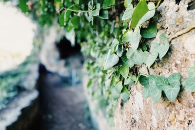 Close-up of ivy growing on tree trunk