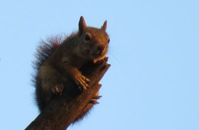 Close-up of a squirrel