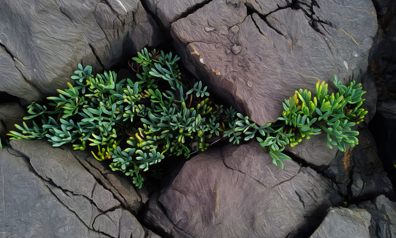 CLOSE-UP OF PLANT GROWING ON POTTED PLANTS