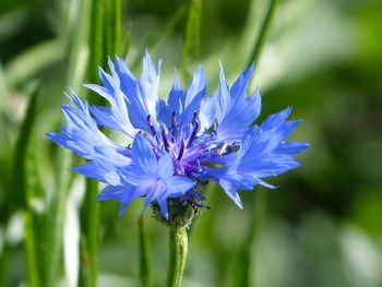 Close-up of purple blue flower