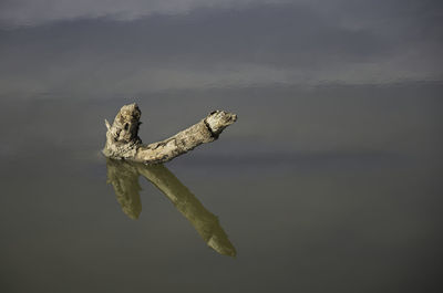 High angle view of driftwood on lake against sky