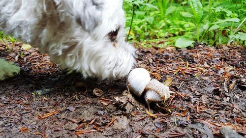 White dog lying on field