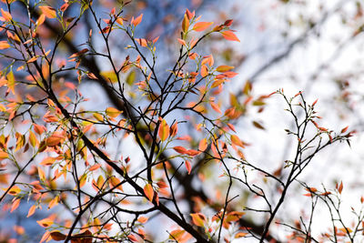 Low angle view of tree against sky